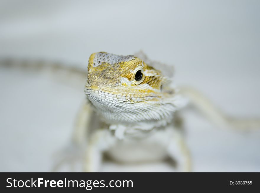 Frontal close-up of bearded dragon during a shed. Frontal close-up of bearded dragon during a shed