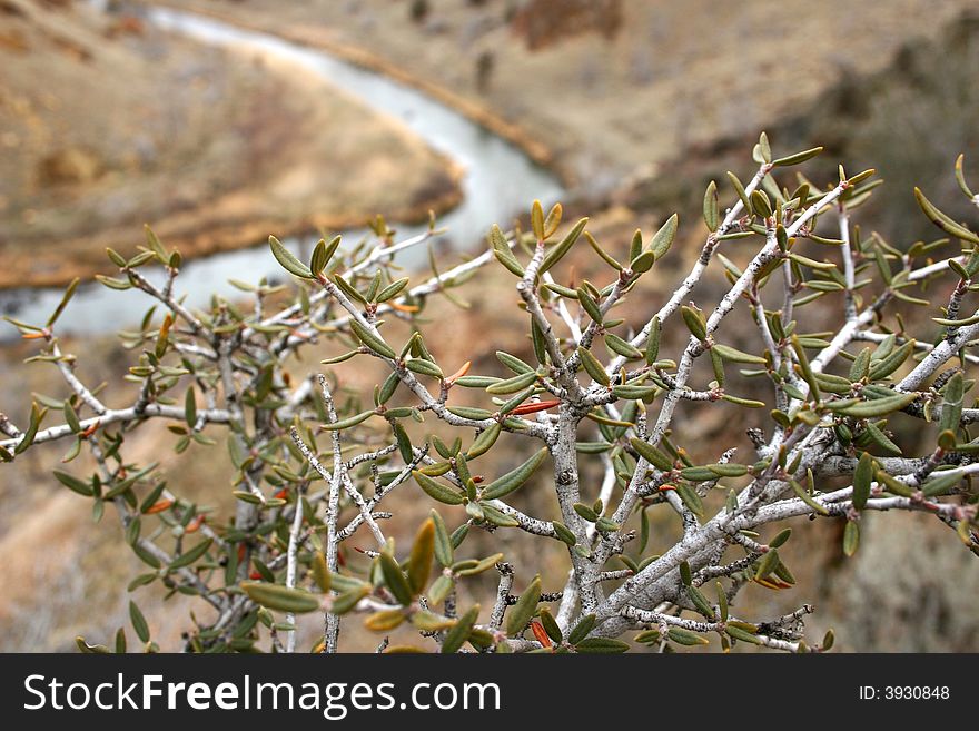 Close-up of a plant with river in the distance. Close-up of a plant with river in the distance