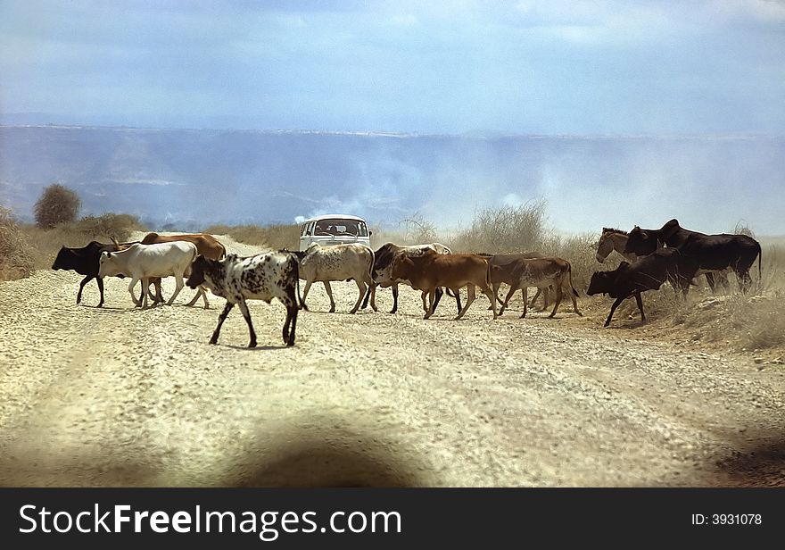 Masai herd