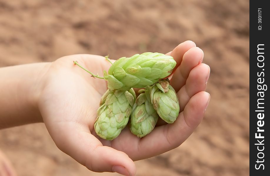 Hand of child  with fruits of hop. Hand of child  with fruits of hop