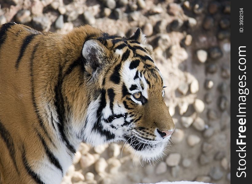 Bengal Tiger hunting along a wall.
Canon EOS 1D2N/Canon 600mm?IS Lens.
Captive Setting, early AM. Bengal Tiger hunting along a wall.
Canon EOS 1D2N/Canon 600mm?IS Lens.
Captive Setting, early AM.