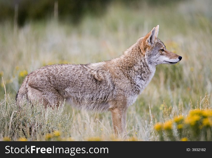 Coyote in a hunting posture stalking a bird on the ground. Coyote in a hunting posture stalking a bird on the ground.