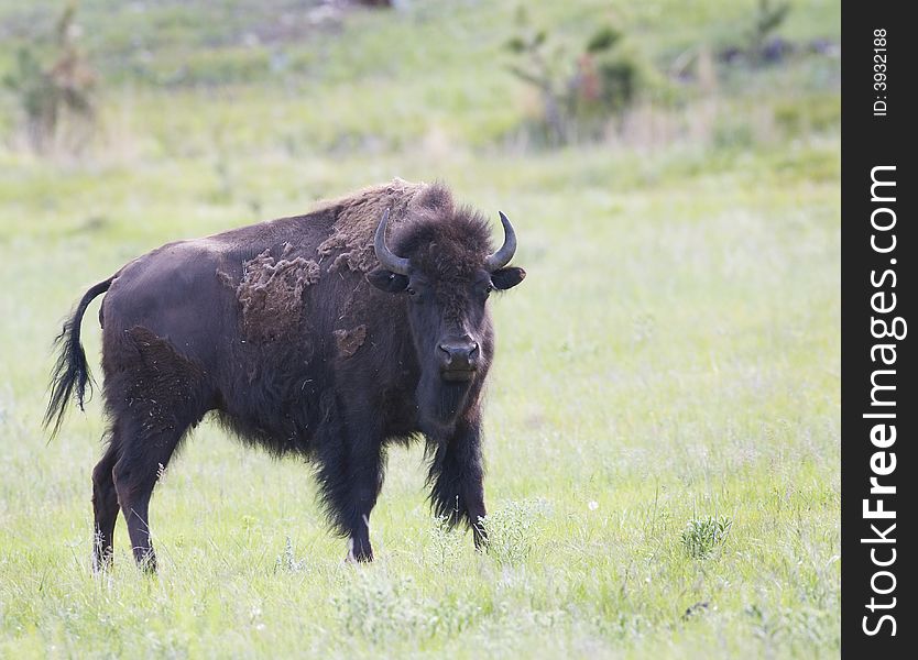American Buffalo in an aggressive posture in the Great Plains. American Buffalo in an aggressive posture in the Great Plains.