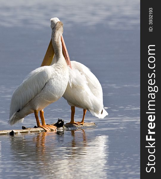 Two White Pelicans in an odd stance almost appearing to be twisted together. Two White Pelicans in an odd stance almost appearing to be twisted together.