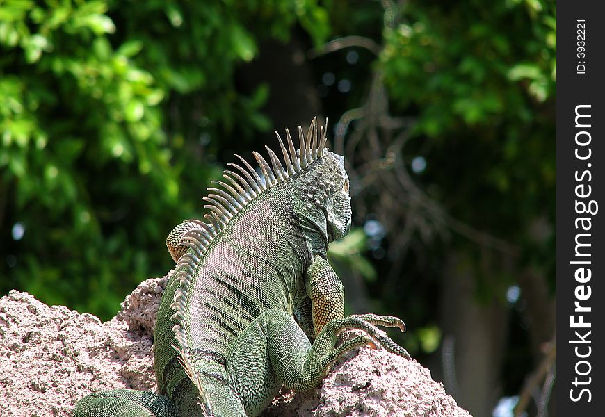 Iguana looking away from camera into background forest