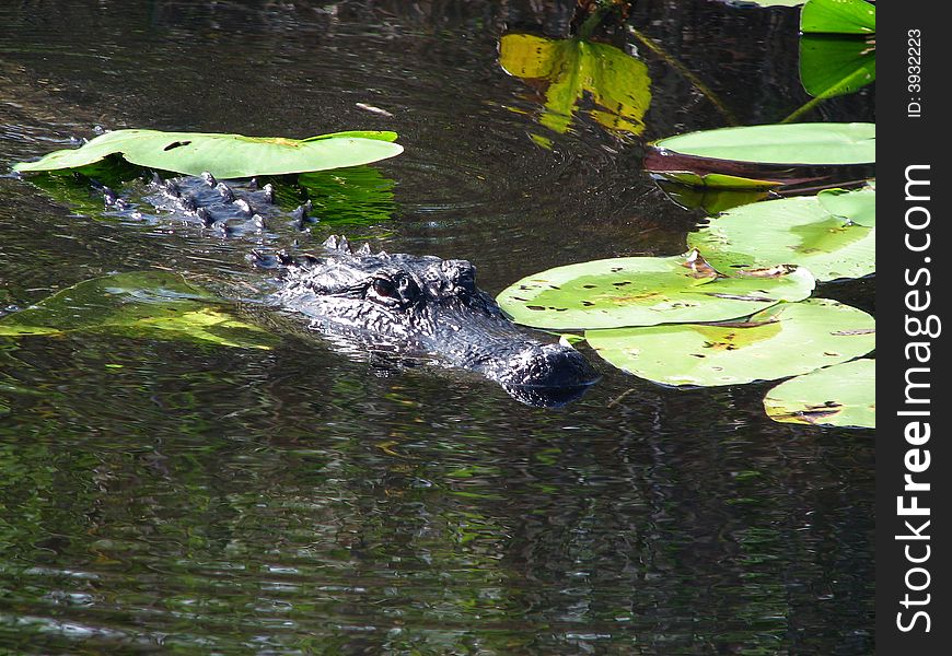 Alligator swimming with water lillies in background, Everglades National Park.