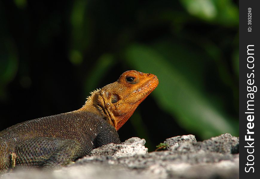 African Rainbow lizard (Red-headed Agama) with curiously despondent expression. African Rainbow lizard (Red-headed Agama) with curiously despondent expression