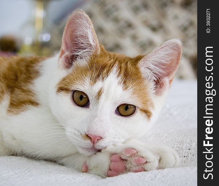 A white and tabby cat peacefully rests its head on two paws while daydreaming. A white and tabby cat peacefully rests its head on two paws while daydreaming.