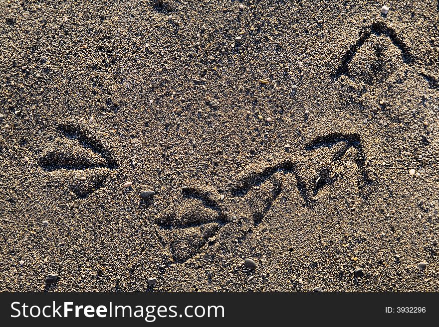 Bird foot print path on sand at the ocean