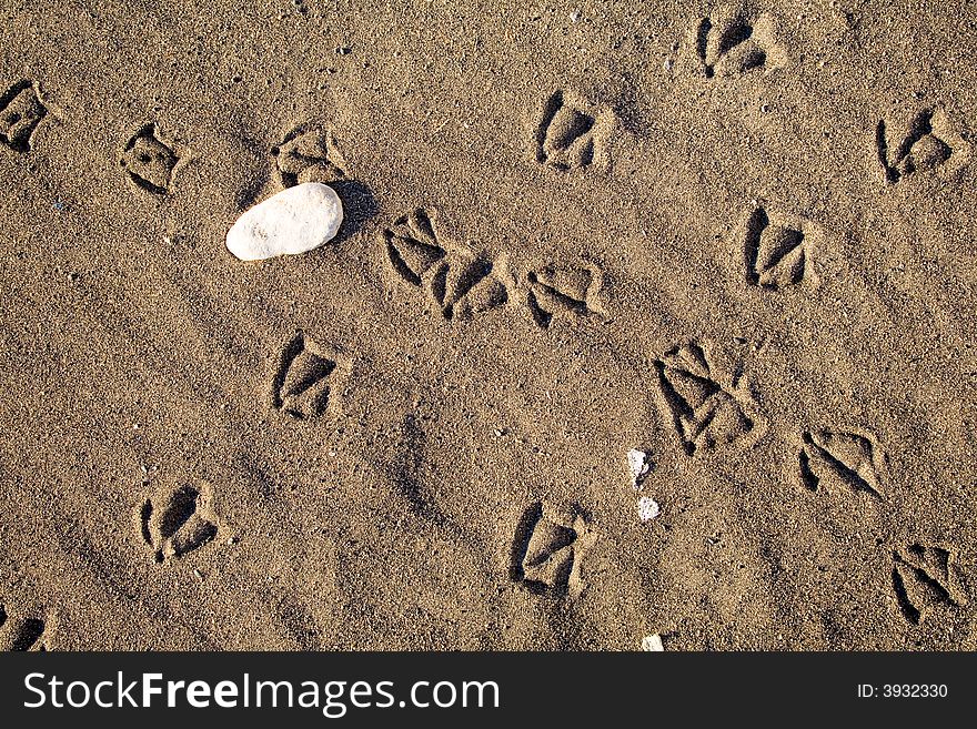Bird foot print path on sand at the ocean