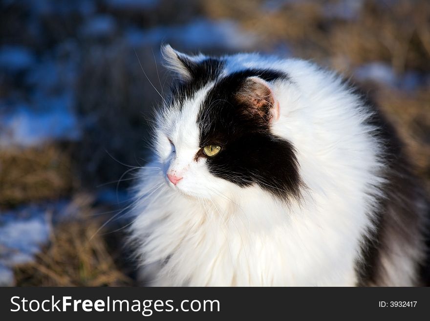 Black and white angora long haired domestic cat. Credit line: Wild Horse Designs. Black and white angora long haired domestic cat. Credit line: Wild Horse Designs