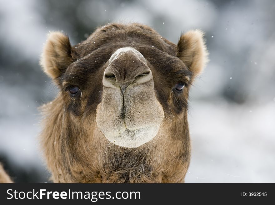 Camel with an inquisitive stare. Captive setting in the snow. Camel with an inquisitive stare. Captive setting in the snow.