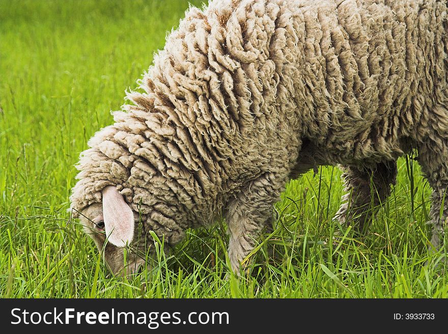 Head and part of the body of a sheep