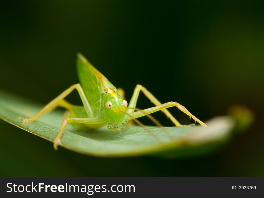Macro shot of a grasshopper