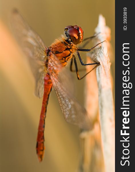 Detail red dragonfly on stem