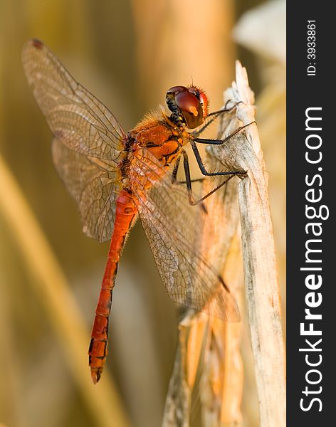 Detail red dragonfly on stem