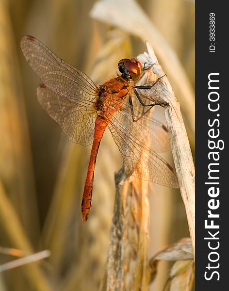 Detail red dragonfly on stem