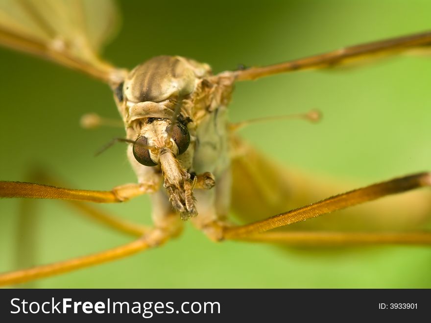 Close up photo of cranefly. Close up photo of cranefly