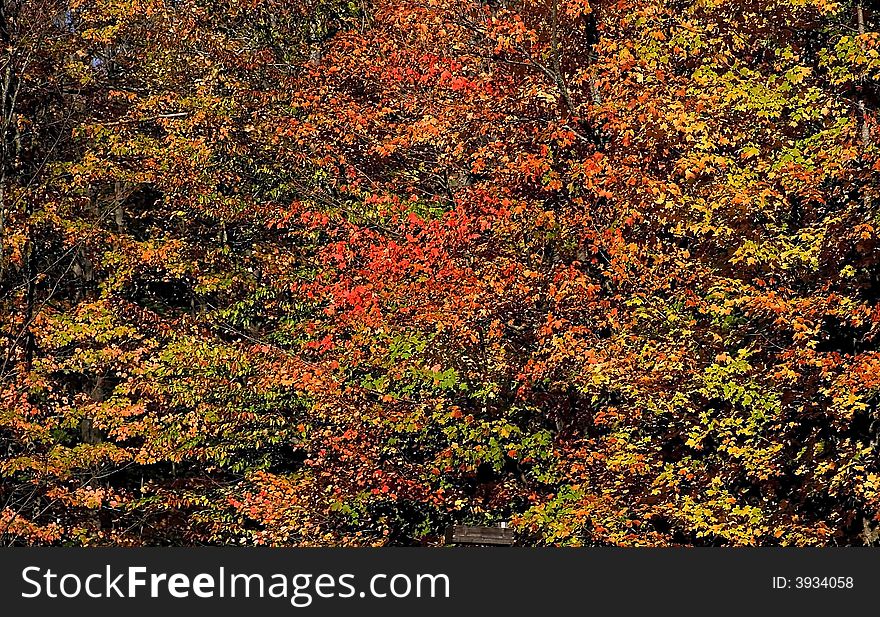 colorful trees during autumn time. colorful trees during autumn time