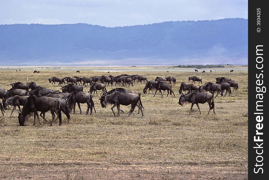Wildebeests herd passing through Ngorongoro crater in Tanzania.