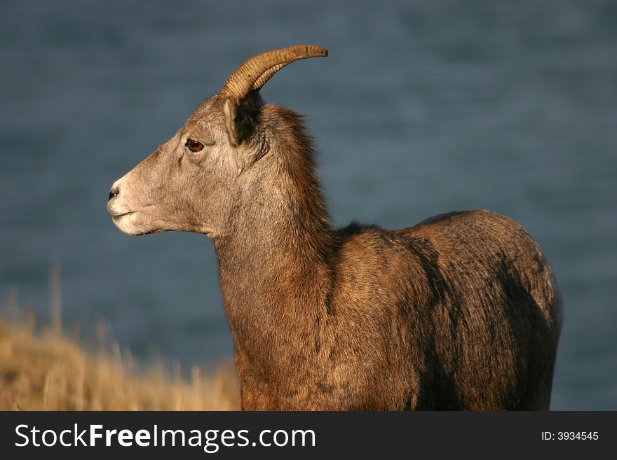 Young big horn sheep shot in the evening light. Young big horn sheep shot in the evening light.