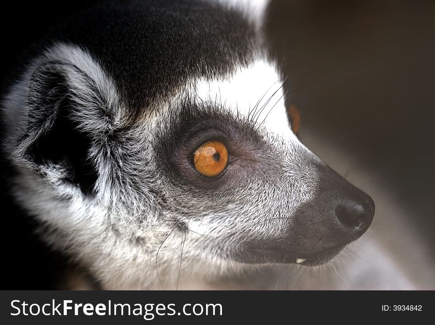A lemur seems to be reflecting life's issues. A lemur seems to be reflecting life's issues.