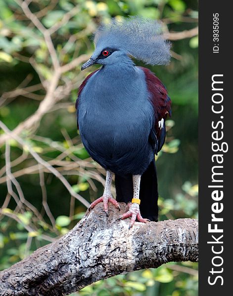 Alert Western Crowned Pigeon perched on branch, looking to left of frame