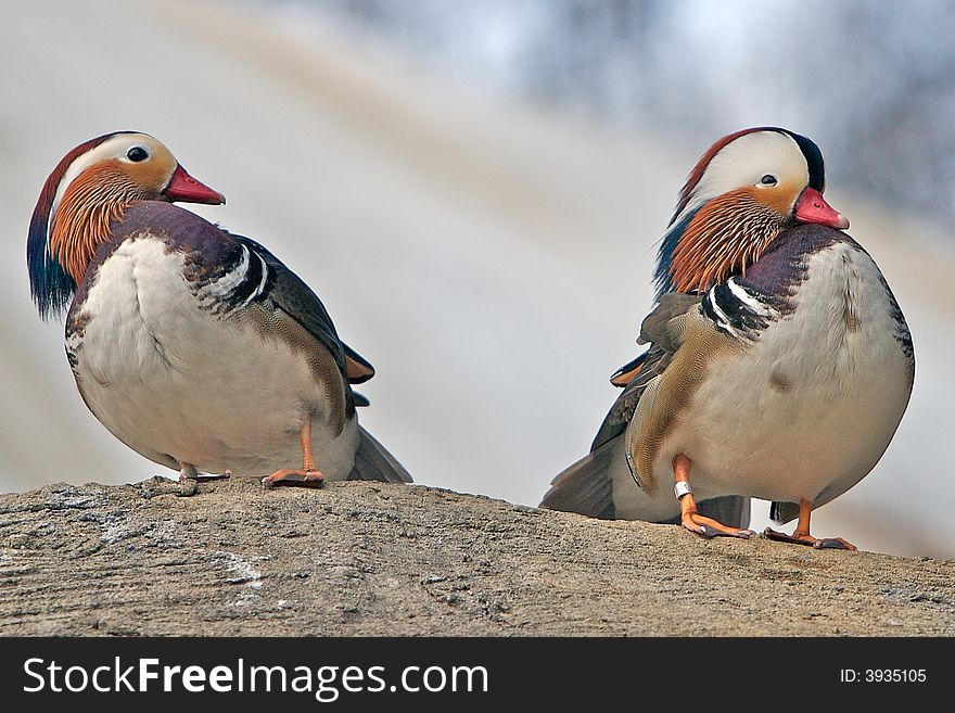 Two Mandarin Ducks, one attempting to court the other, which remains aloof. Two Mandarin Ducks, one attempting to court the other, which remains aloof