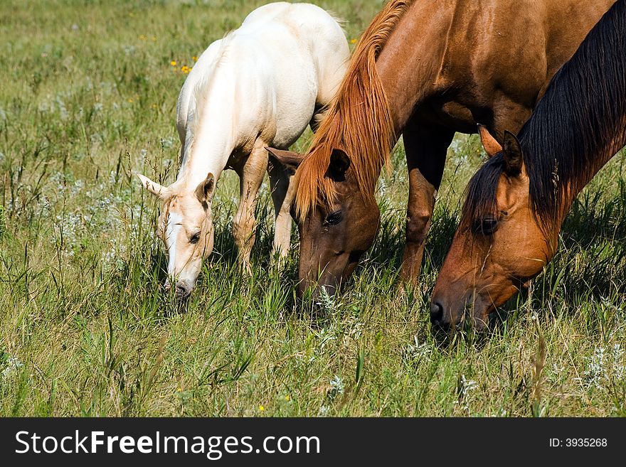 Two quarter horse mares and palomino foal grazing. photo credit:Becky Hermanson. Two quarter horse mares and palomino foal grazing. photo credit:Becky Hermanson