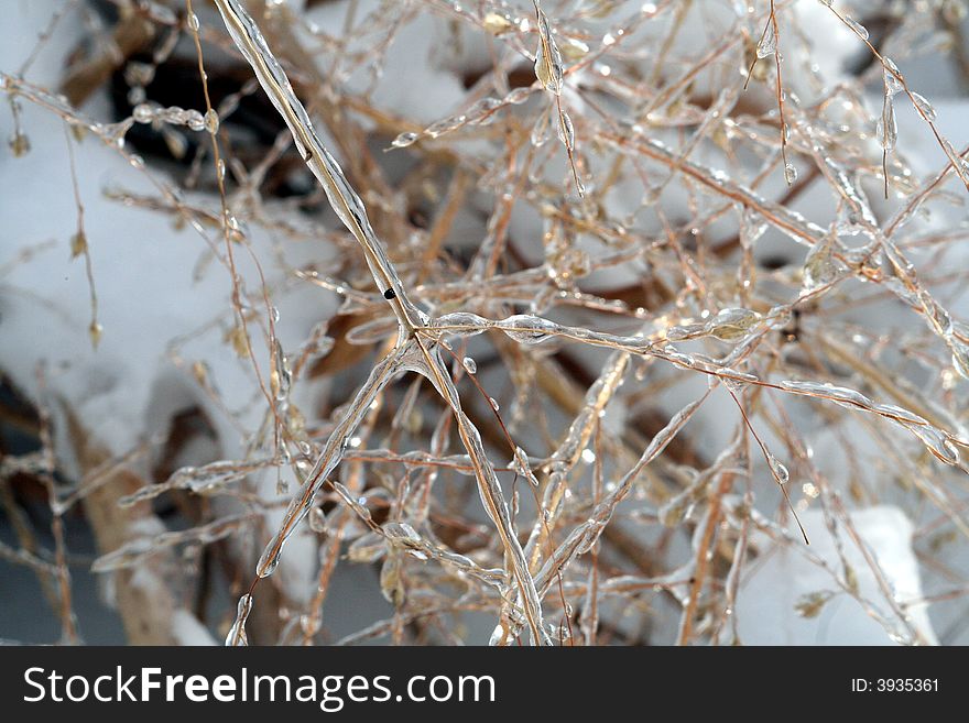 Ice Covered Grass