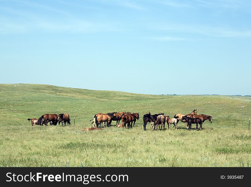 Horse Herd Grazing