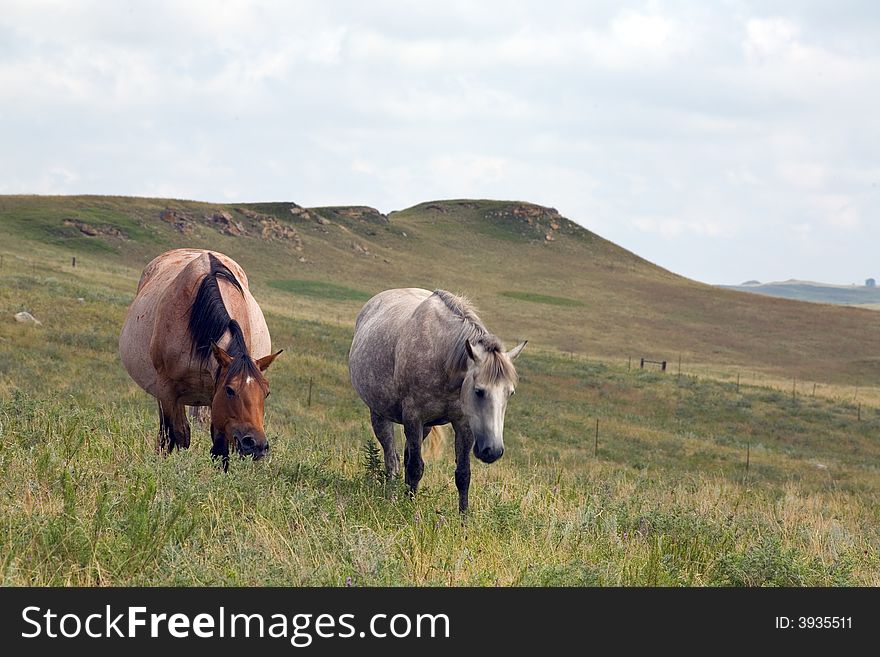 Roan and gray quarter-horse mares grazing in green pasture with butte in background.Credit line: Becky Hermanson. Roan and gray quarter-horse mares grazing in green pasture with butte in background.Credit line: Becky Hermanson