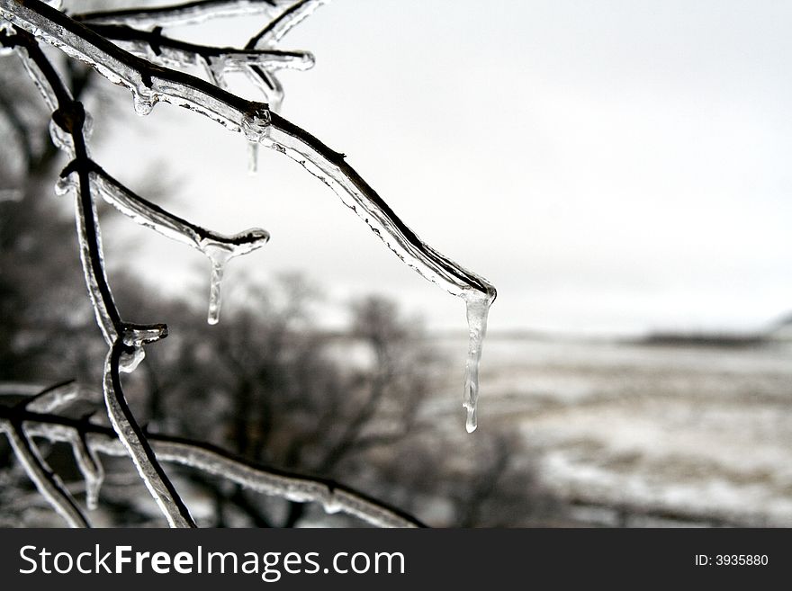 Ice on tree branch after ice storm in March. Ice on tree branch after ice storm in March