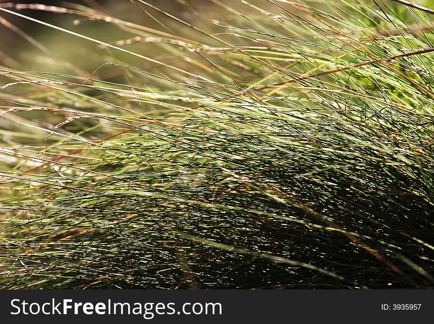 Close up of dried grass. Close up of dried grass