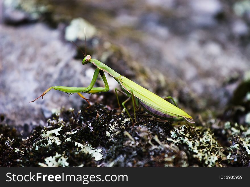 A big green preying mantis