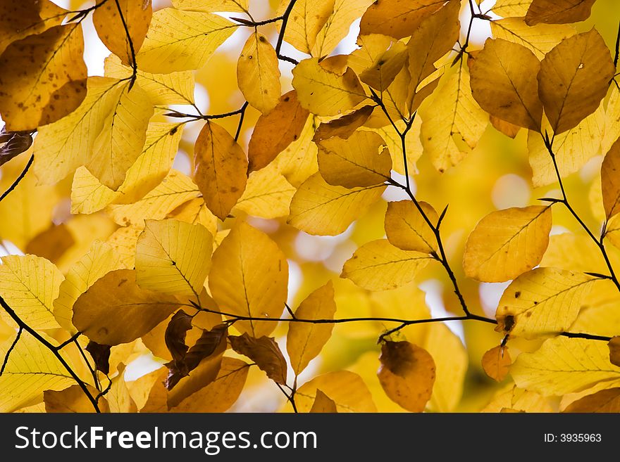 Yellow leaves in a tree. Yellow leaves in a tree