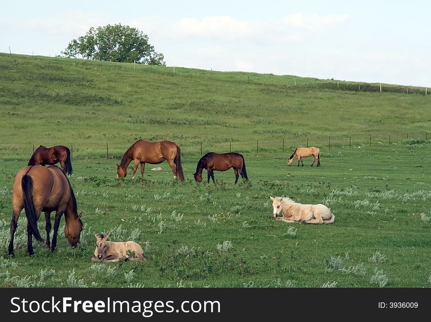 Quarter-horse mares grazing green pastures along a hillside in June. Quarter-horse mares grazing green pastures along a hillside in June