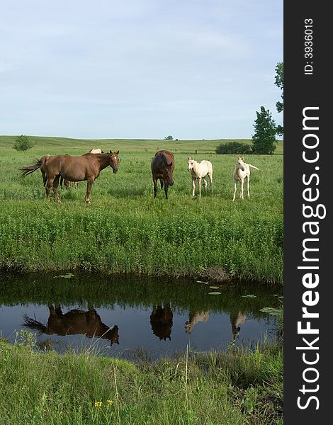 Reflections of Quarter-horse Mares and foals standing by a creek. Reflections of Quarter-horse Mares and foals standing by a creek
