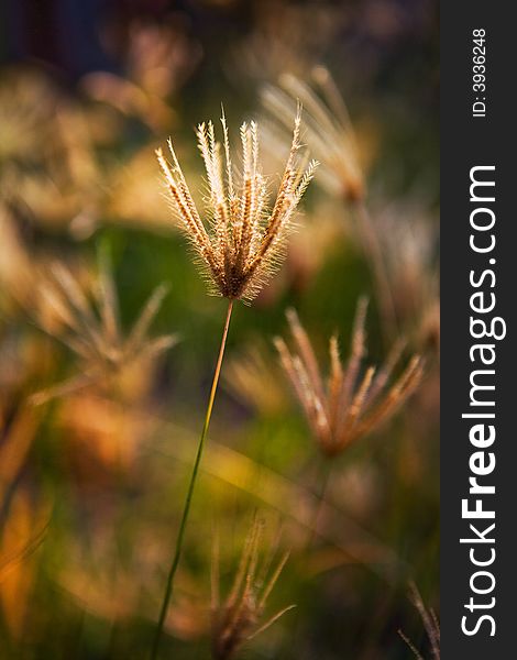 This is one of the most common grass flowers that grow in Indonesia. It's illuminated by the side light in the morning along with other flowers in the background. This is one of the most common grass flowers that grow in Indonesia. It's illuminated by the side light in the morning along with other flowers in the background.