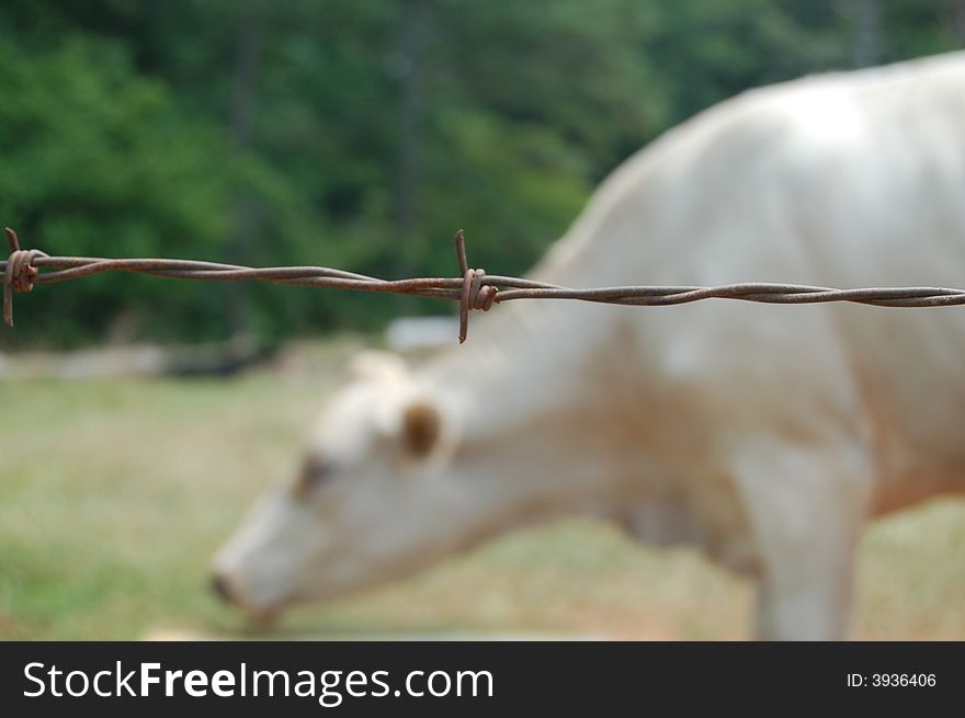 Barbed wire with a white cow blurred in the background. Taken in Atl, Georgia. Barbed wire with a white cow blurred in the background. Taken in Atl, Georgia