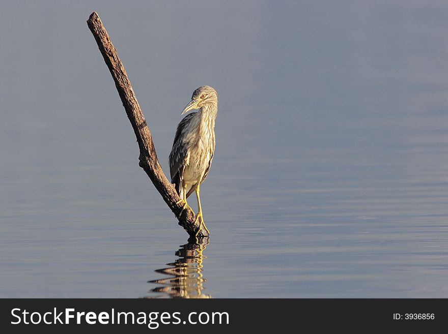 Squacco heron rests in a tree. Squacco heron rests in a tree