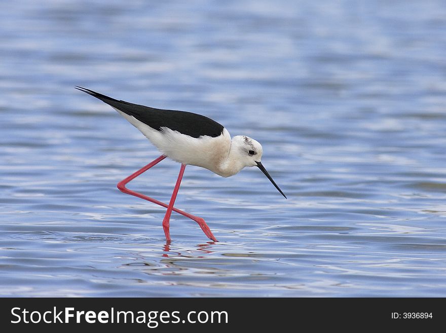 Black-winget Stilt hunting in water. Black-winget Stilt hunting in water