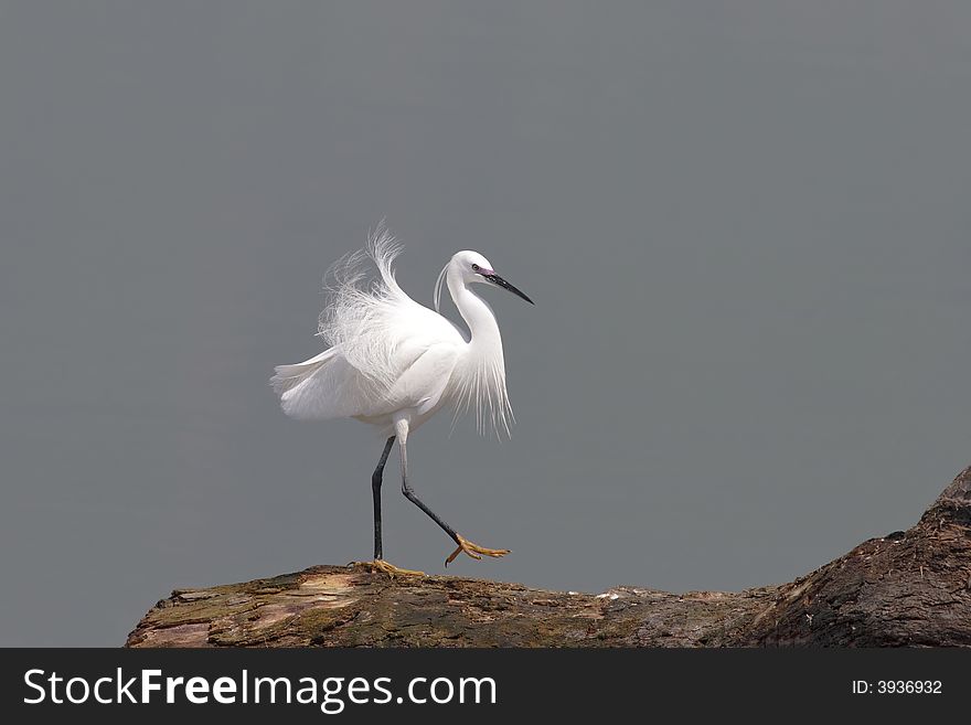 Little egret walk in a tree. Little egret walk in a tree