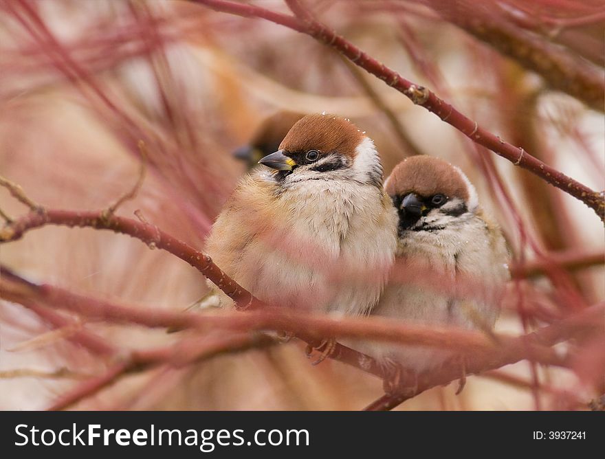 Couple sparrows on winter day (passer montanus)