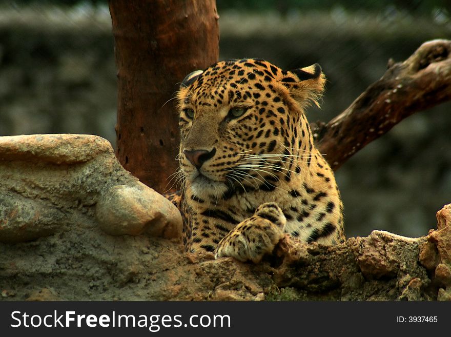 A young leopard found in mysore zoo. A young leopard found in mysore zoo.