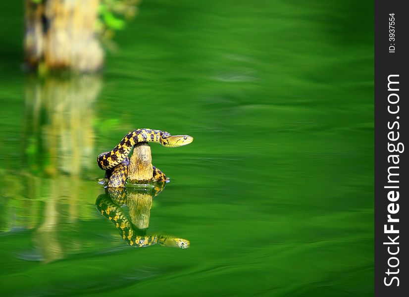 Snake was enjoying early afternoon winter sun, the reflection is also visible