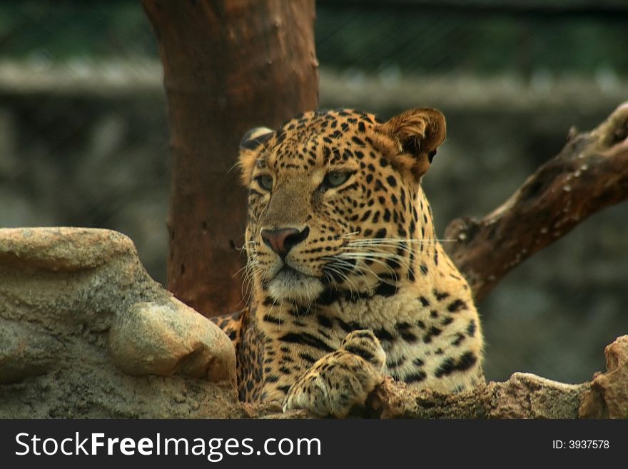 A young leopard watching something in mysore zoo. A young leopard watching something in mysore zoo.