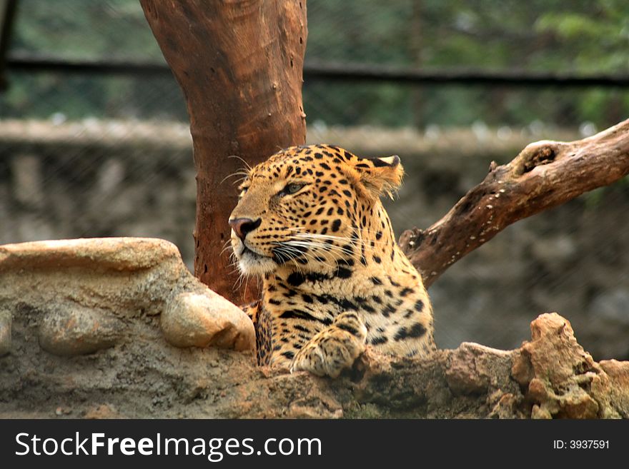 A young leopard in a silent mood. A young leopard in a silent mood.