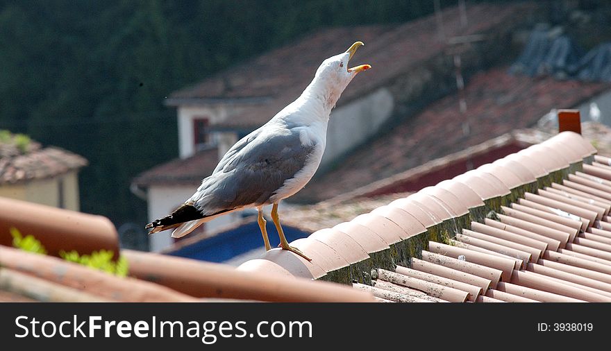 A seagull standing on a roof and shouting. A seagull standing on a roof and shouting