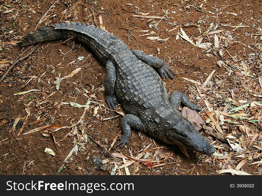 Crocodile captured in Mali, Bamako. On the Crocodile Island.